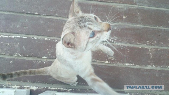 Котовторник 20.05.2014