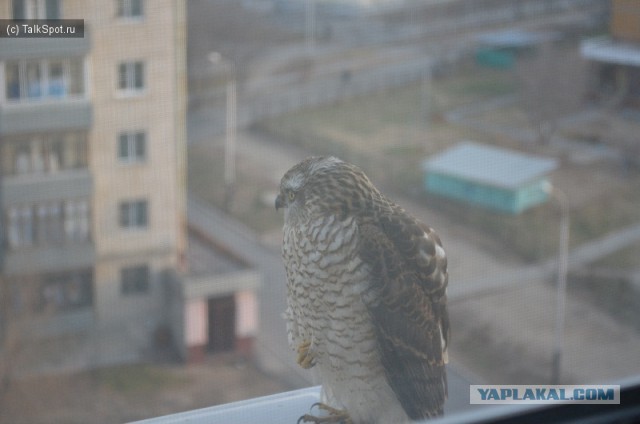 Сокол