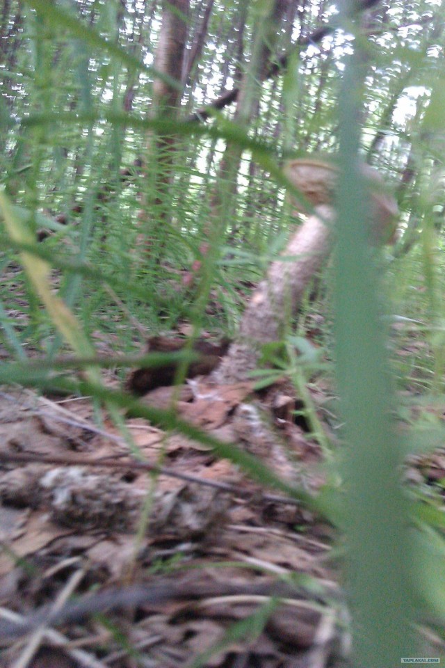 Просто выходные...