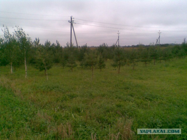 Мои грибочки...