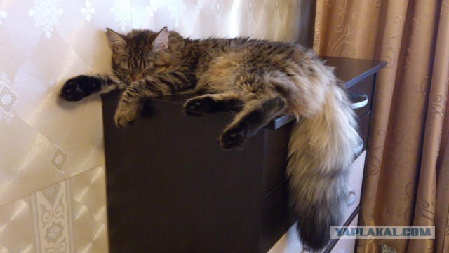 Мои мейн куны