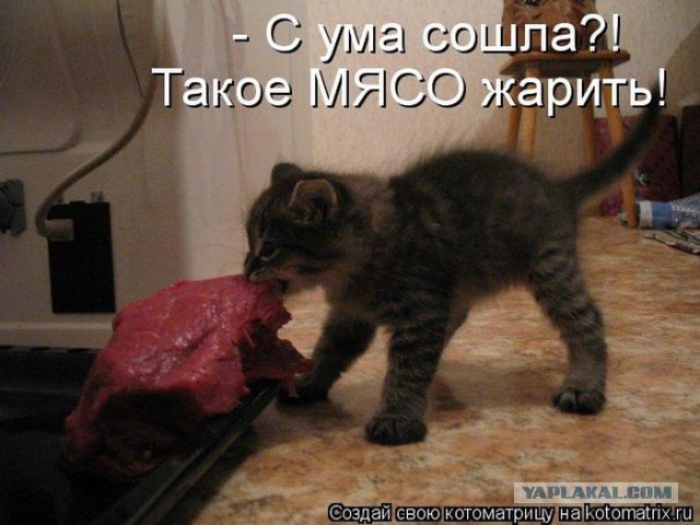 Кошачий Hardcore