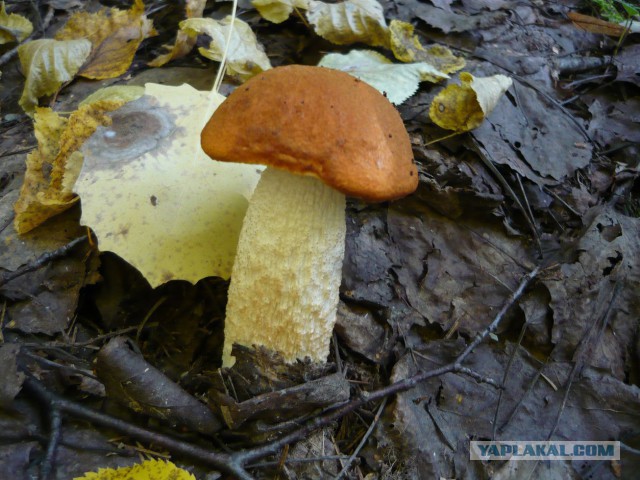 Вспомним лето! Вылазка за грибами.