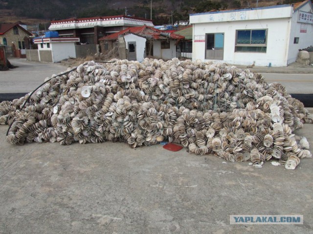 Рыбалка в Южной Корее зимой