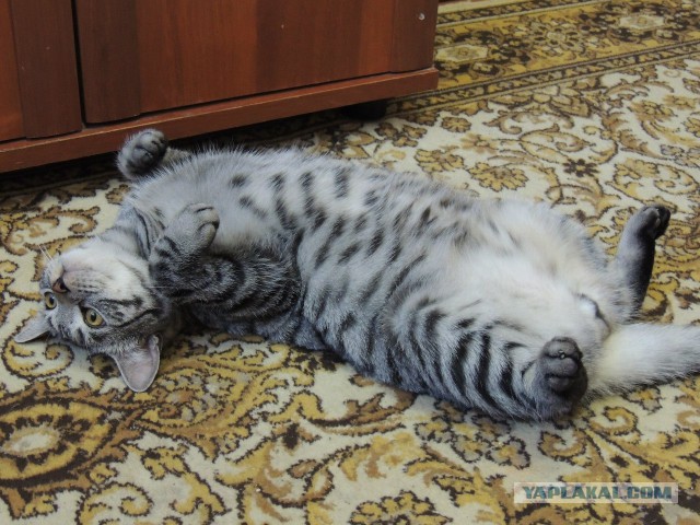 Котовторник