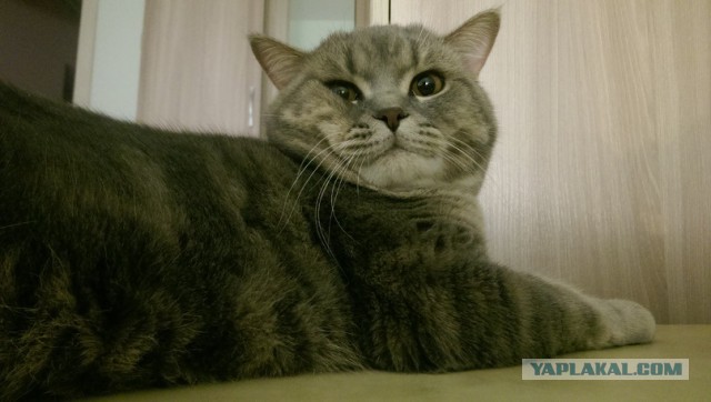 Котовторник 31.03.2015