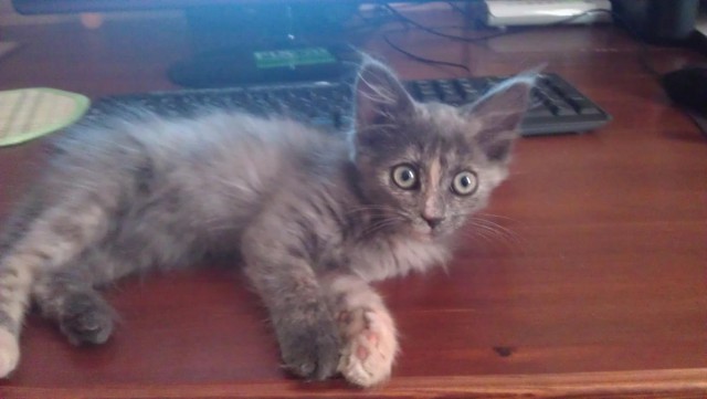 Про Тучку, которая стала Дымкой