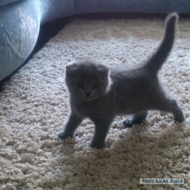 Кот по имени Бобо