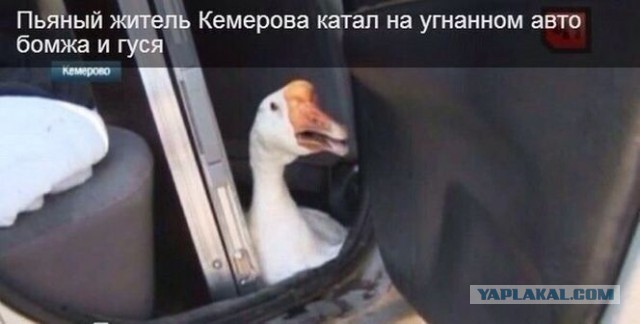 Подборка авто приколов