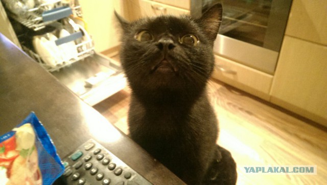 Косоглазые котики
