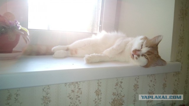 Котовторник 11.08.2015