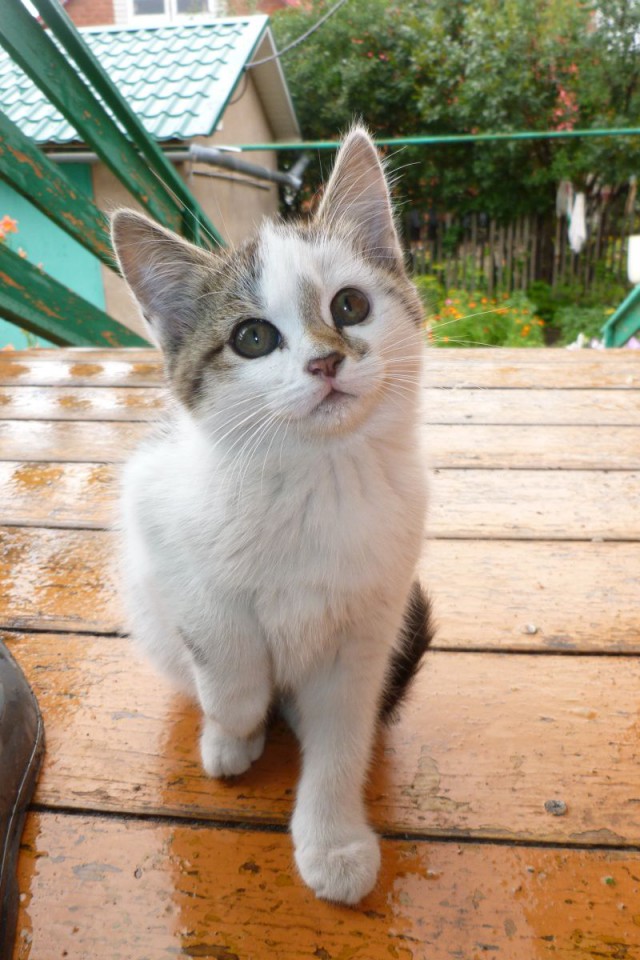 Котовторник 11.08.2015