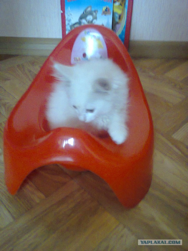 Прикольные коты