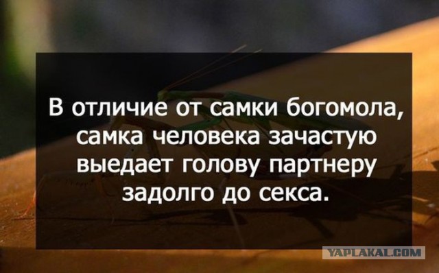 Подборка веселых картинок