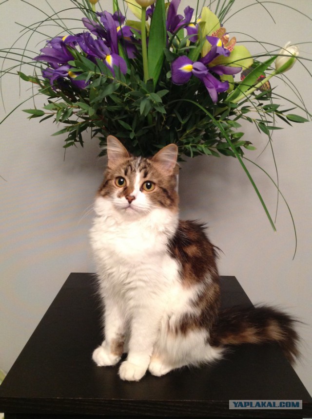 Котовторник 03.11.2015