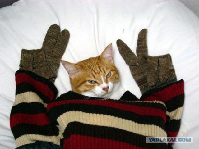 Котовторник