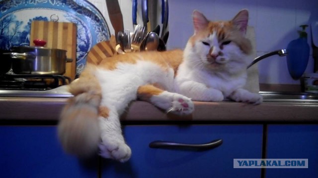Котовторник 15.12.2015