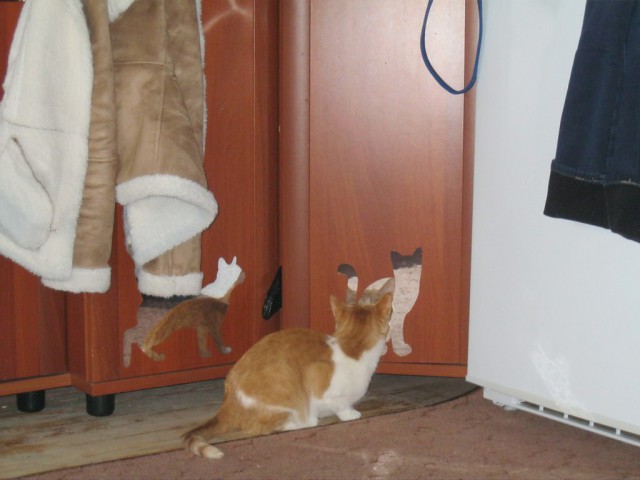 Котовторник 15.12.2015