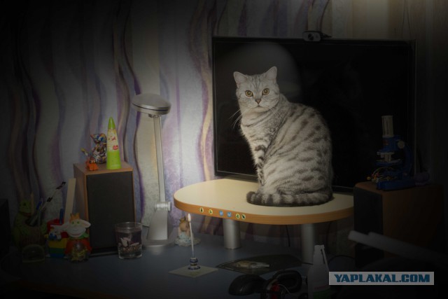 Новогодний котовторник,05.01.16.