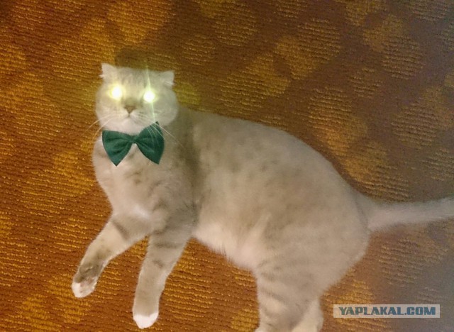 Котовторник