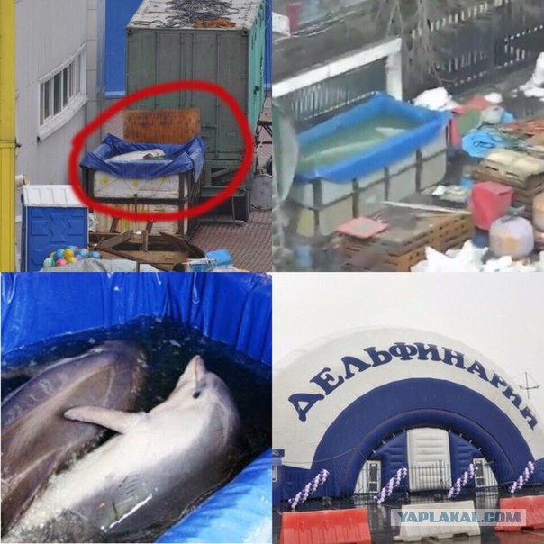 Опять Вологодская область, опять Череповец.