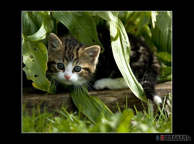 Коты, кошки, котята