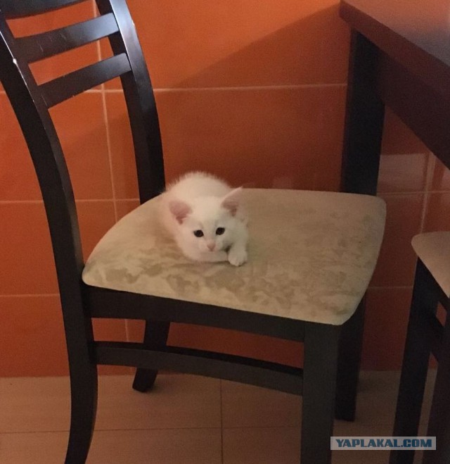 КотоВторник 26.04.2016