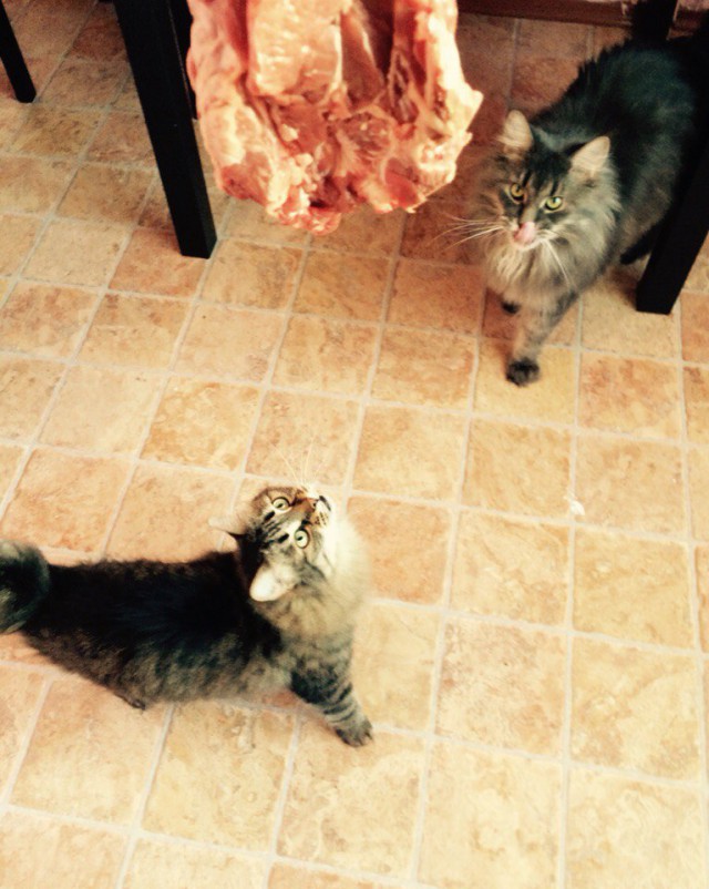 Котовторник 21.06.16