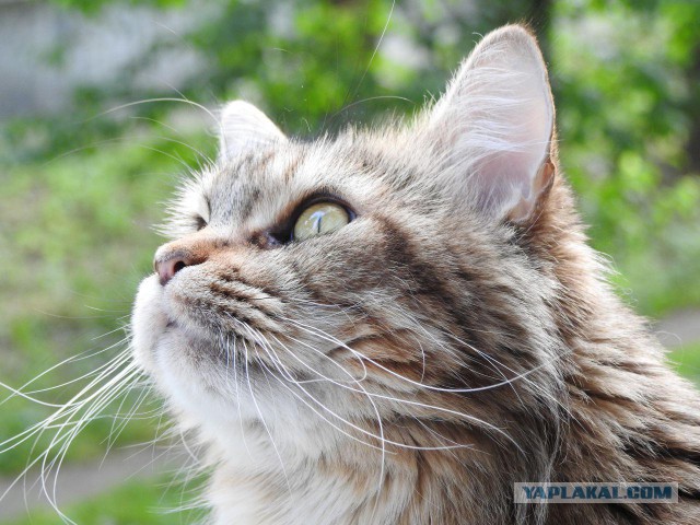 Котовторник 05.07.16