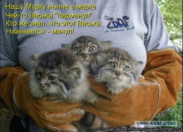 Манулы - самые ленивые и эмоциональные коты