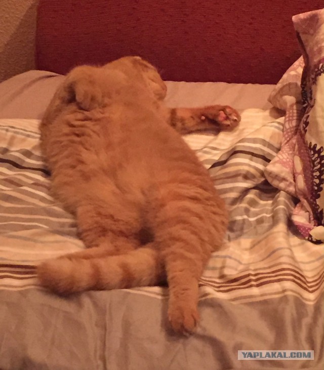 Котовторник. Алиса. Одно из лучших творений природы.