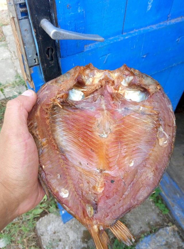 Море. Рапаны. Трофеи.
