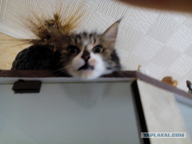 Котовторник 27.09.16