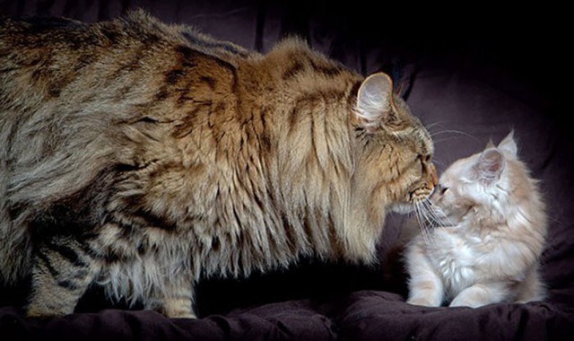 Коты из сети