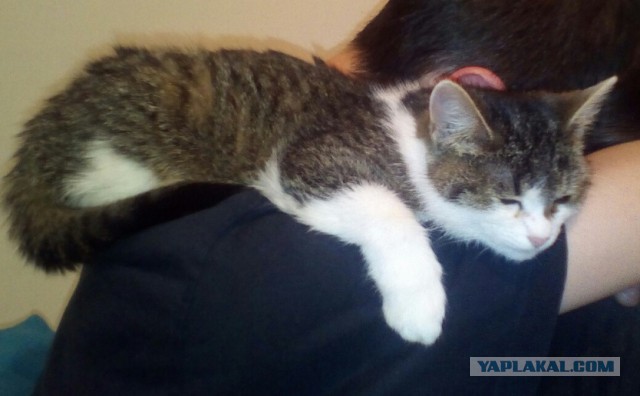 Котовторник  14.02.2017