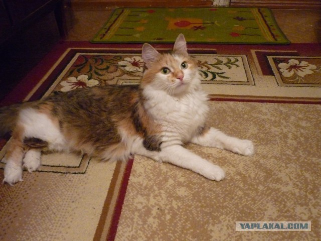 Котовторник 11/04/2017