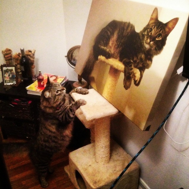 Коты и Кошки