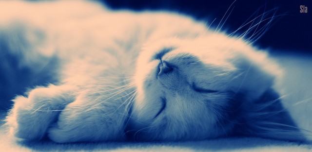 Коты и Кошки
