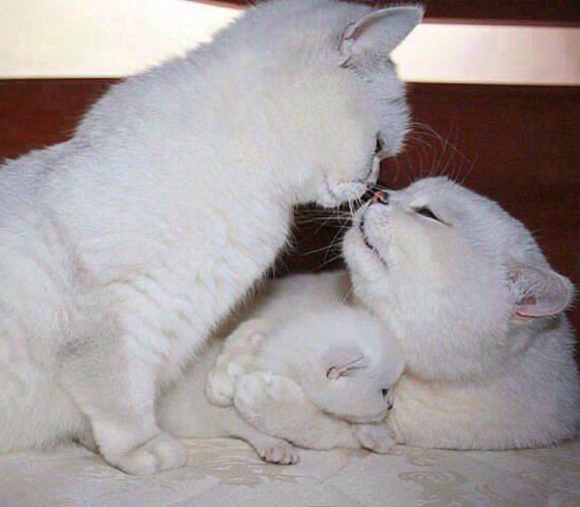 Коты и Кошки