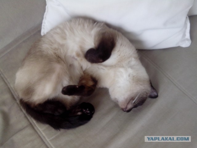 Котовторник!