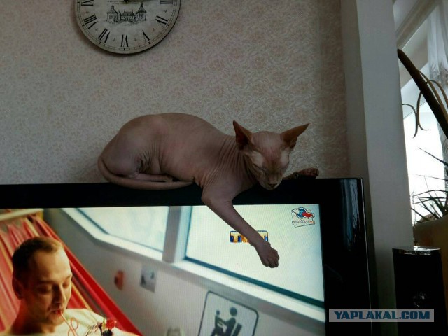 Котовторник 9.01.2018