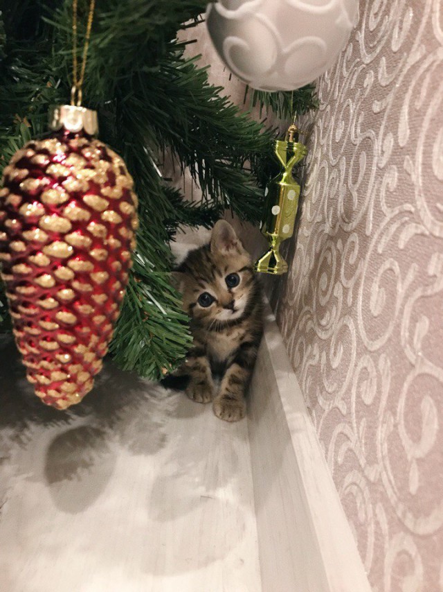 Прикольных котов пост