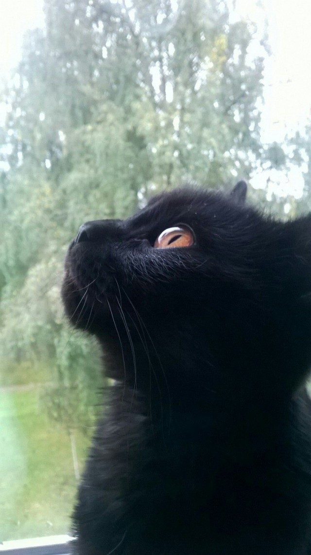 Фотобомбы котов