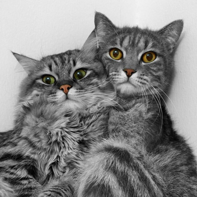 Неадекватные коты