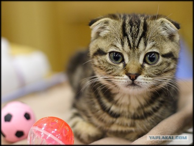 Котовторник на ЯПлакалъ (03.06), котята (31 шт)