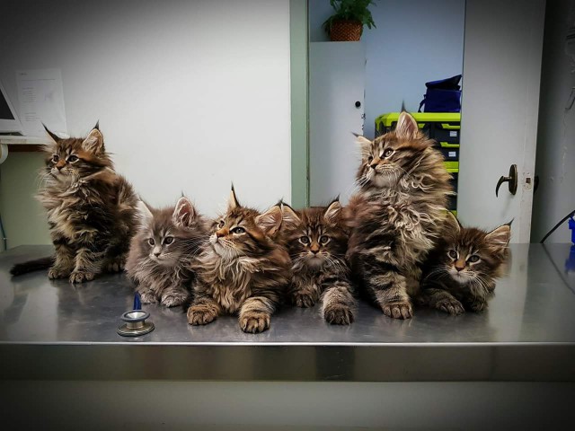 Прикольных котов пост