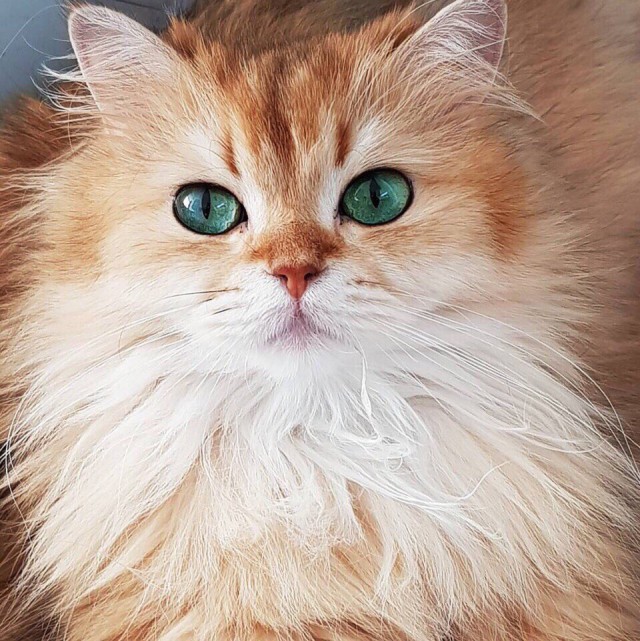 Прикольных котов пост