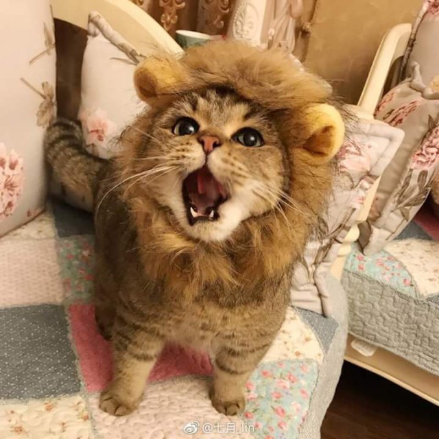 Прикольных котов пост