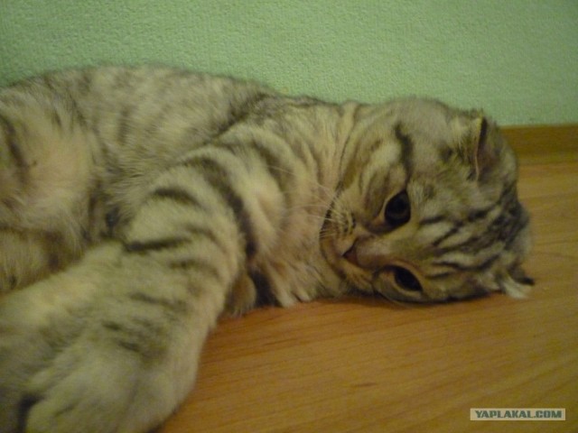 Котовторник. А как же?!