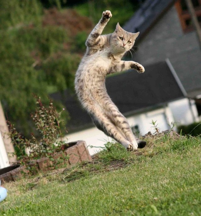 Состоятельный котовторник